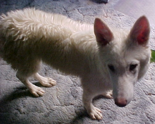 Snowflake