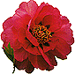 Click Here to go to my DreamGarden