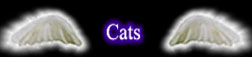 A section dedicated to felines - my totem animal...
