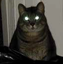 Devil cat.