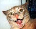 ROWWWRRR!!