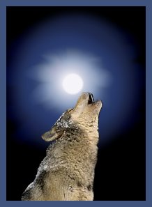 Wolves = awesome