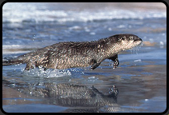 Nathan +
Otters = happy