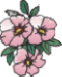 old rose flowers