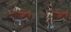 Ghost cow?