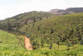 Teeplantage