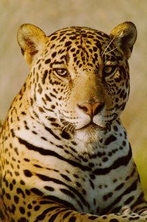 jaguar
