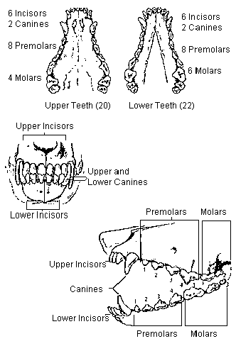 when do rottweilers stop teething judging the rottweiler when do rottweilers stop teething judging the rottweiler