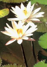 Shapla of Bangladesh