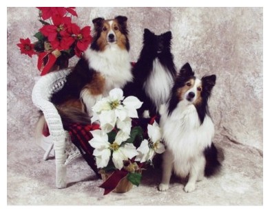 From left to right: BJ, Forrest, Jake