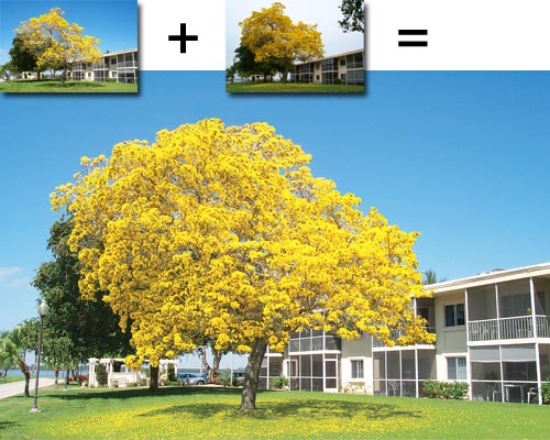 Tree of gold