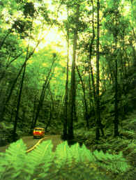 Photo: Jamaica Tourist Board