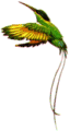doctorbird.gif (3048 bytes)