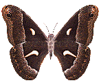 Main menu
