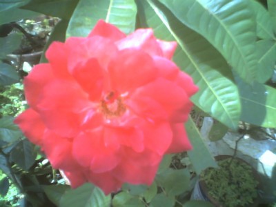 This image has been resized