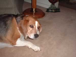 Bailey, truely the sweetest dog you will ever meet