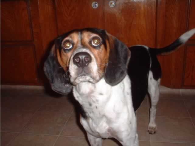 Barney, my best friend