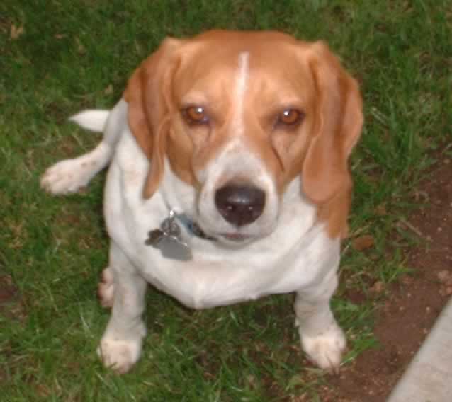 Duke, the alpha dog