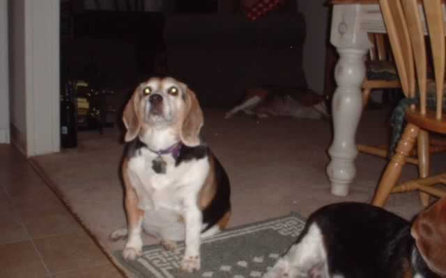 Ziggy, our first Beagle