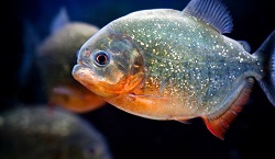 piranha