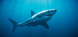 shark