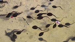 Tadpoles