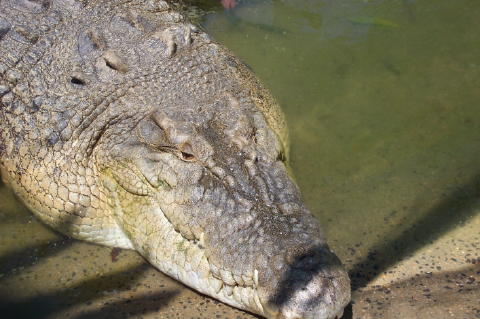 bigcroc