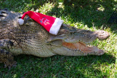 crocxmas3