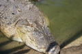 bigcroc