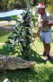 crocxmas1