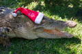 crocxmas3