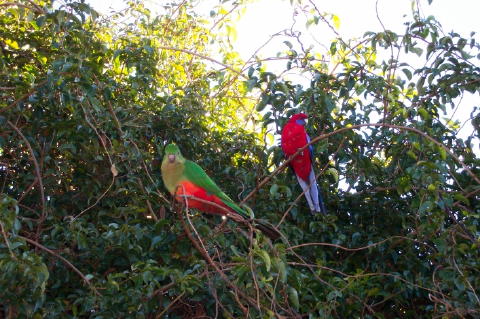 birds1