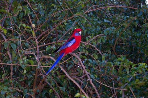 birds2