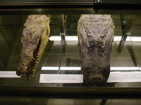 crocgater