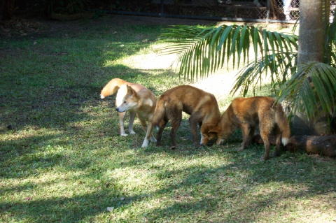 dingo