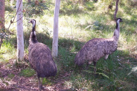 emu