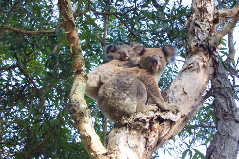 koalas