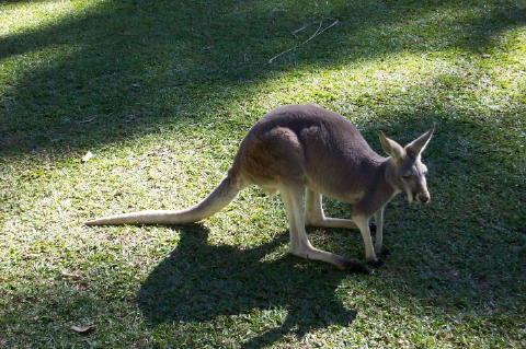 roo1