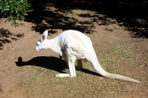 roo2