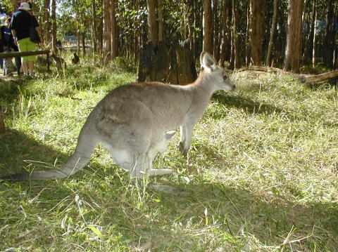 roo5