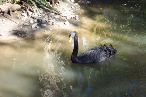 swan