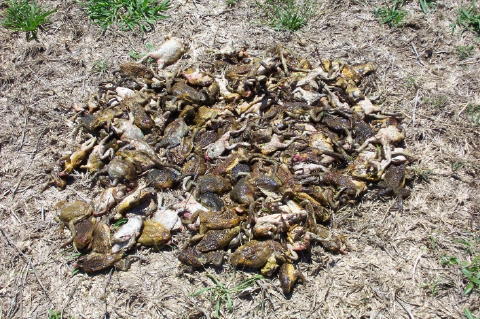 toads