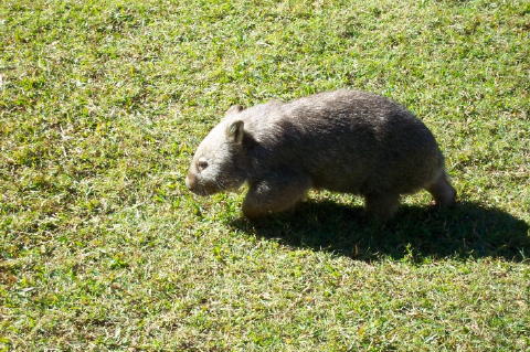 wombat