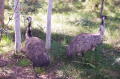 emu