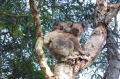 koalas