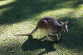 roo1