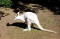 roo2