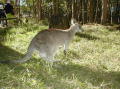 roo5