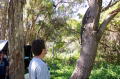 straddie2