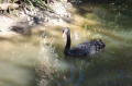 swan